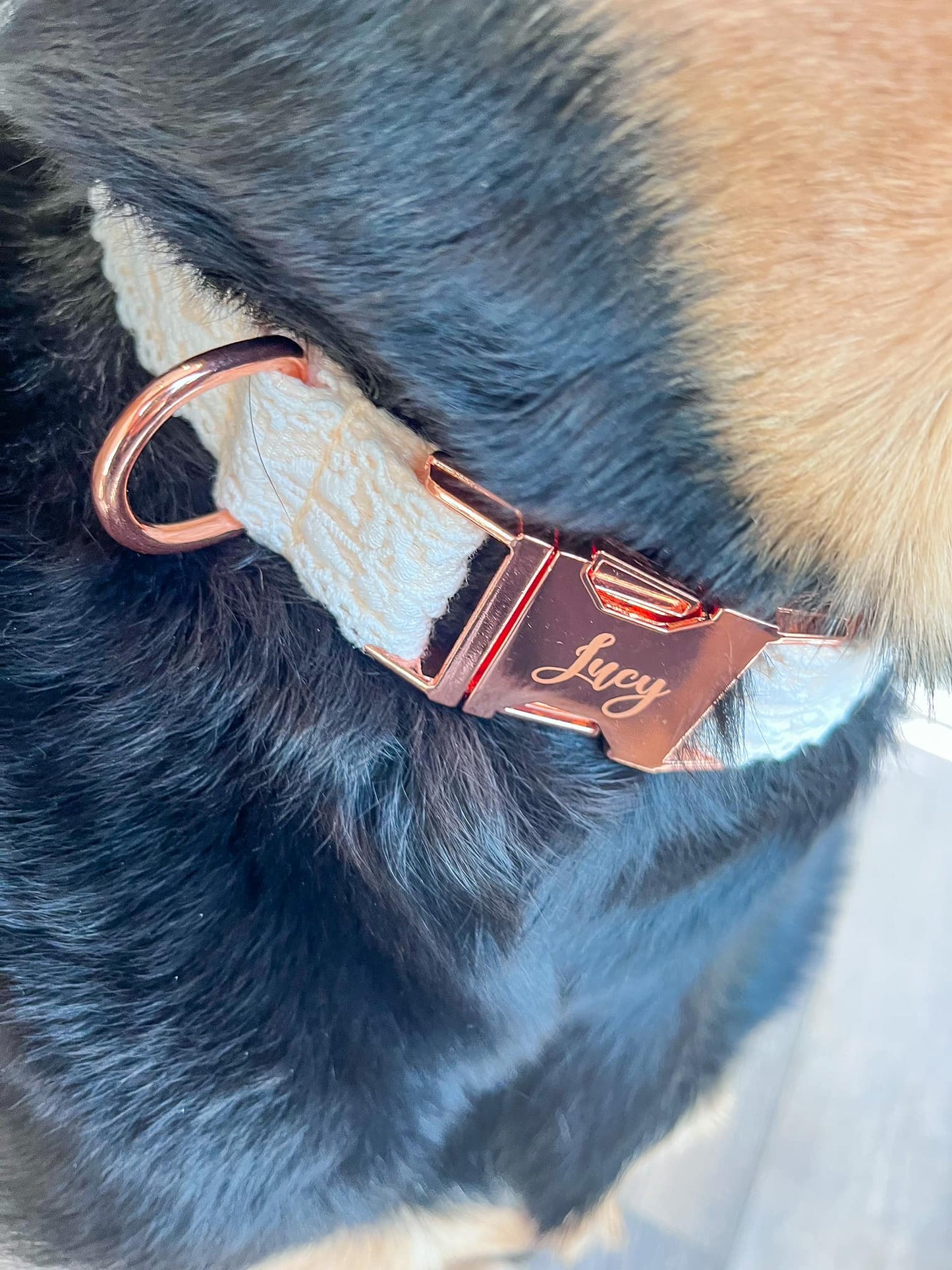 PREORDER: Engraved Dog Collar 1.13.25